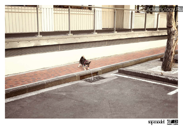 Печатная реклама "Dog 3", бренд: America`s Next Top Model, агентство: Colenso BBDO