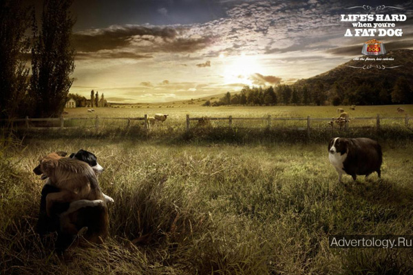 Печатная реклама "Countryside", бренд: Masterdog Light Dog Food, агентство: Prolam Y&R Santiago