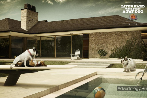 Печатная реклама "Pool", бренд: Masterdog Light Dog Food, агентство: Prolam Y&R Santiago